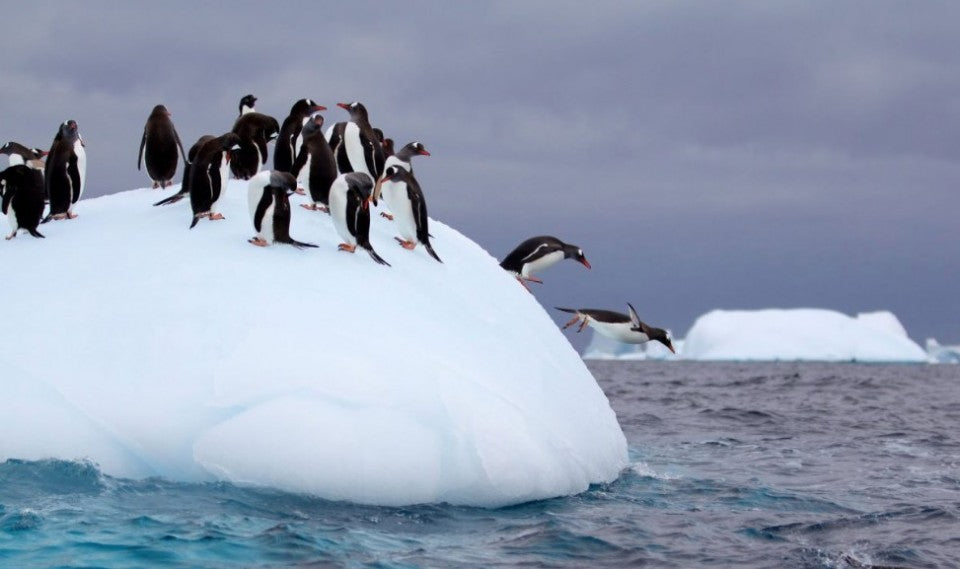 ファーストペンギン