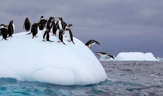 ファーストペンギン